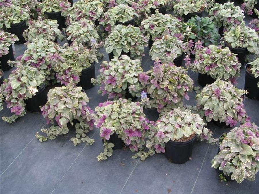 Ajuga repens 'Burgundy Glow' from Hickory Hollow Nursery and Garden Center in Tuxedo Park, NY 10987